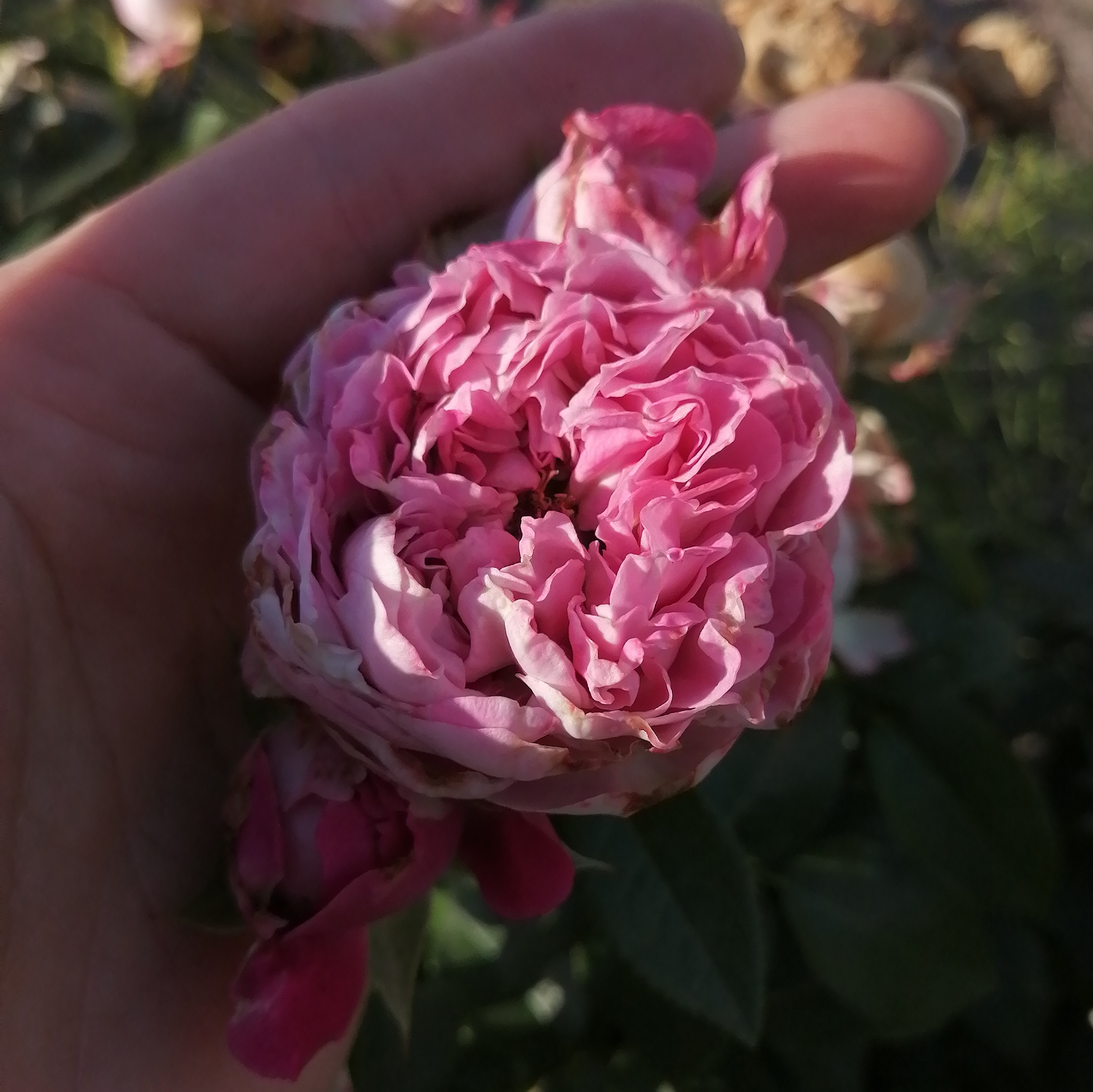 БЛОССОМ БАБЛС( Blossom Bubbles), сучасний великоквітковий зрізочний спрей