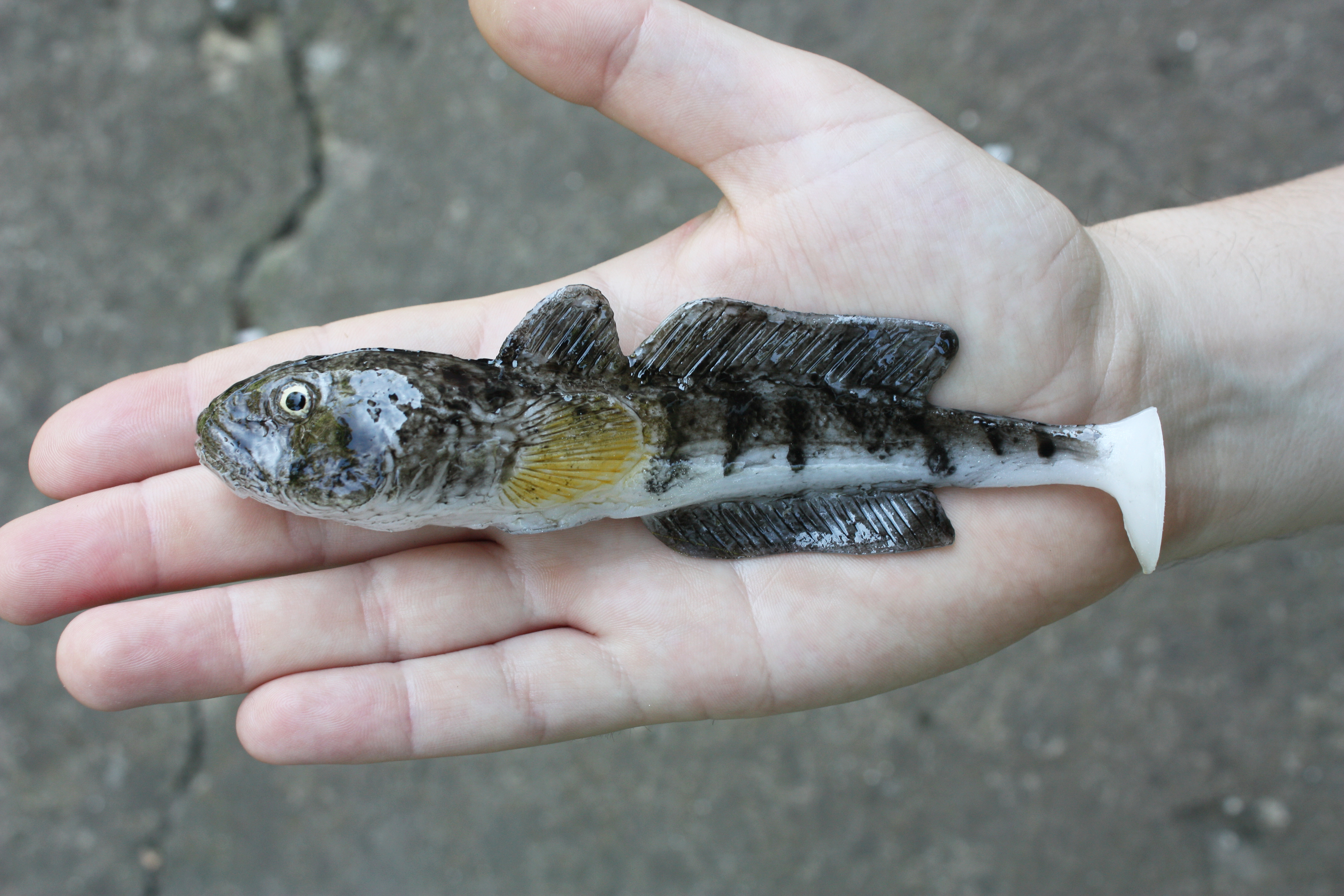A&S Goby 6" (155мм)