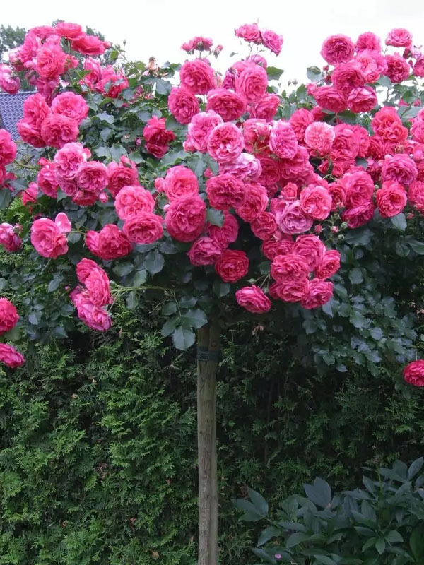 Троянда на штамбі Ена Харкнес