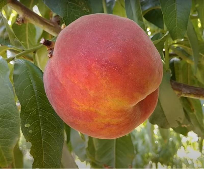 Персик Харроу Даймонд