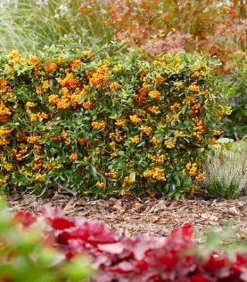 🌿 Піраканта "Soleil d' Or"