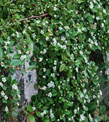 🌿 Кизильник "Schoon"