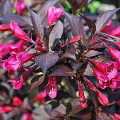Вейгела "Purpurea"