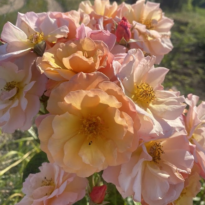 Сентед Віспер — Scented Whisper ( Martin des Senteurs )