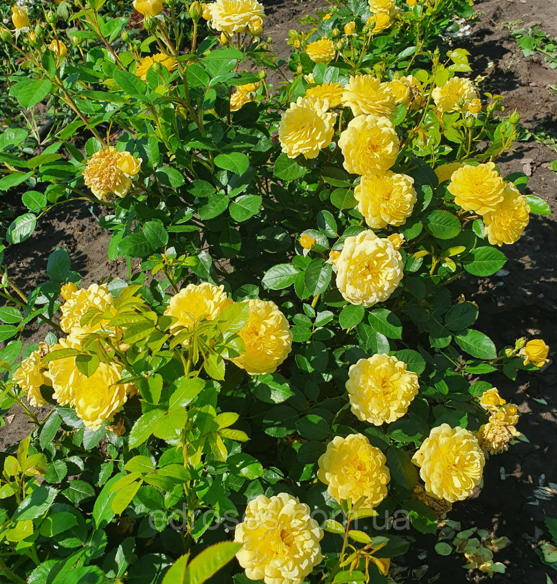 Троянда ані дюпре 2р ( ЗКС)