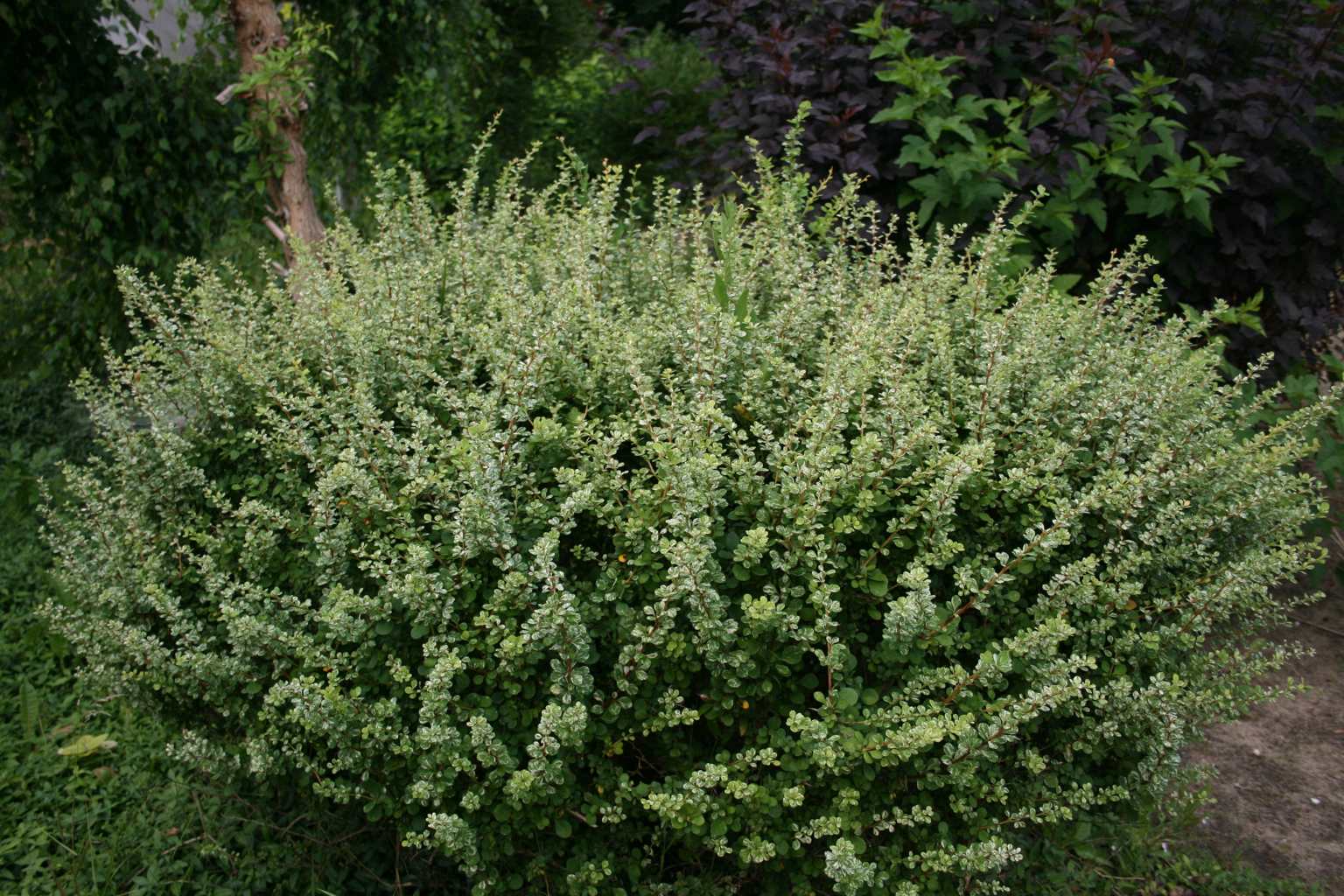 🌿 Барбарис "Kelleris" (Berberis thunbergii "Kelleris")