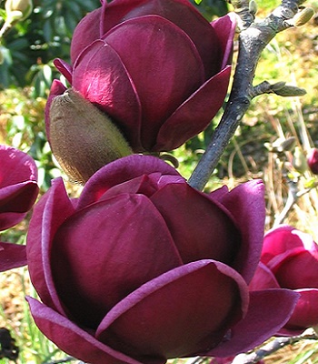 Магнолія "Black Tulip"
