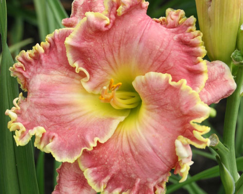 Лілейник №60 Шорс Оф Тайм - Hemerocallis Shores Of Time