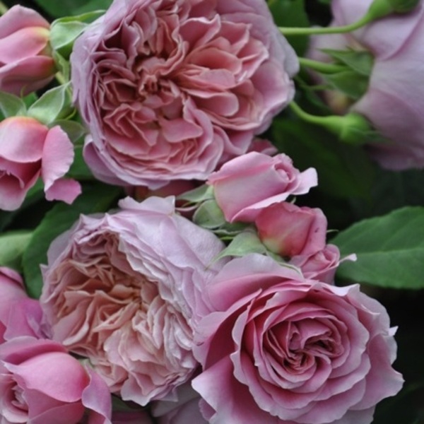 Французька сукня — Robe a la francaise