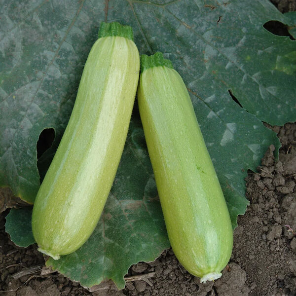 Eskenderany F1 Искандер