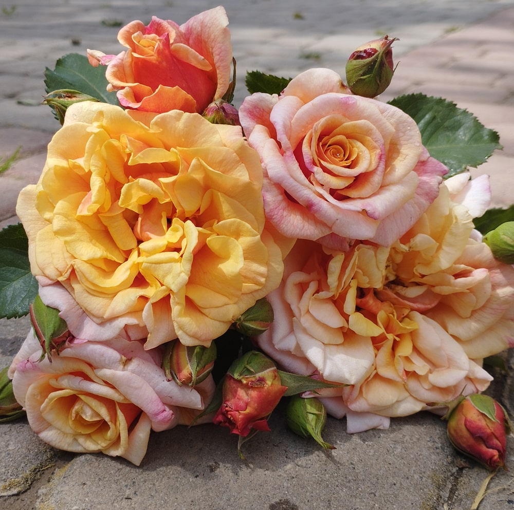 Карамелла (Caramella)