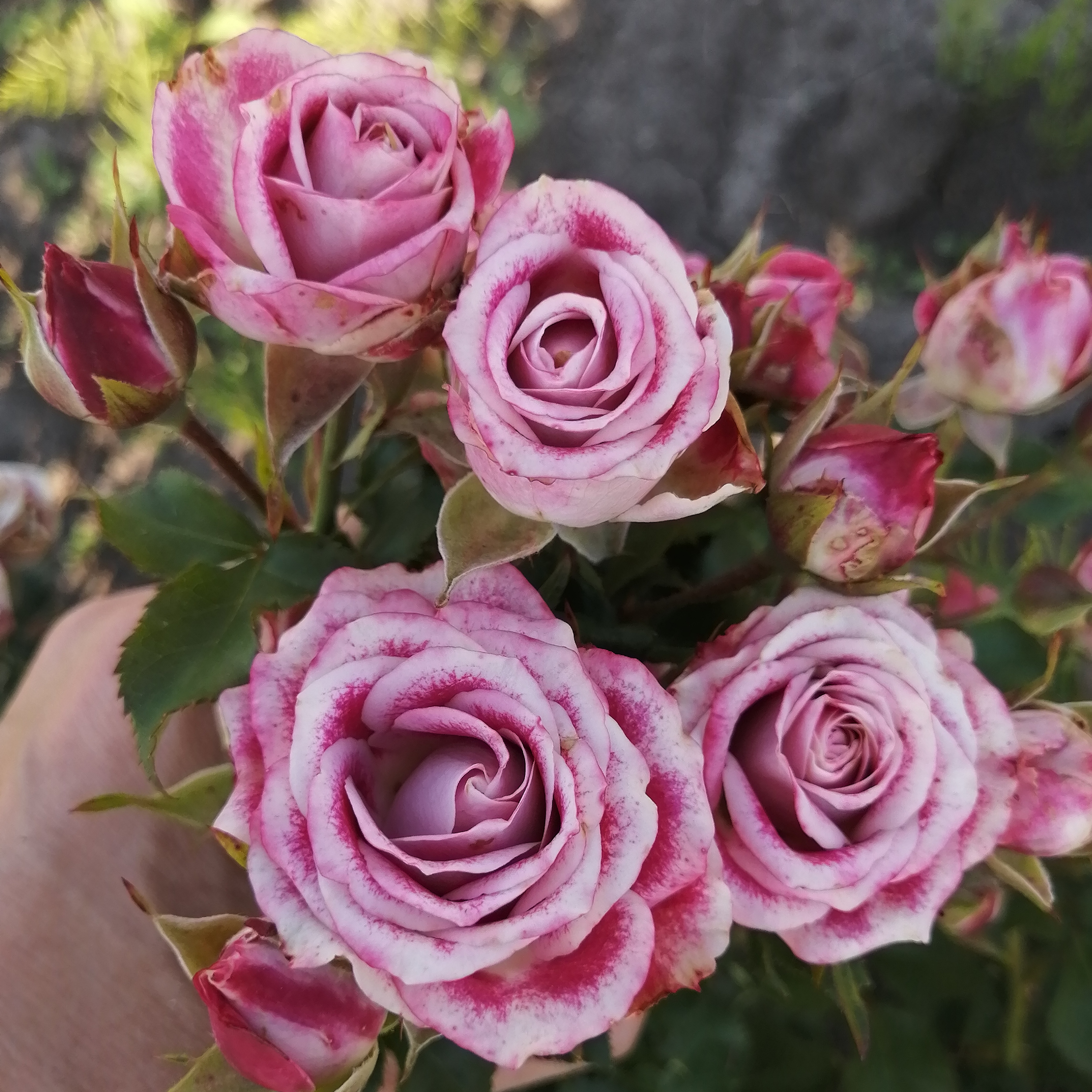 ФЛІНДЕРС ЛЕЙН ( Flinders Lane) сучасний спрей