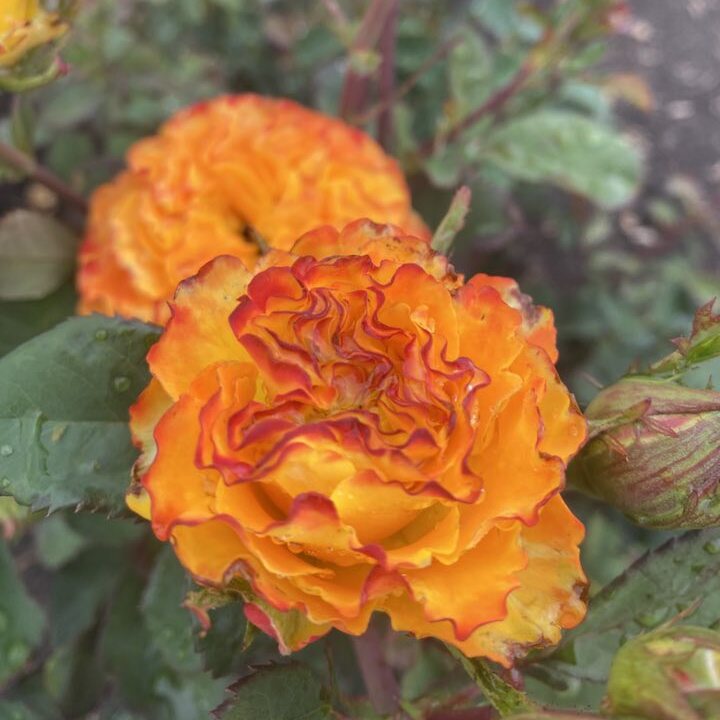 Оранж Ріва — Orange Reeva