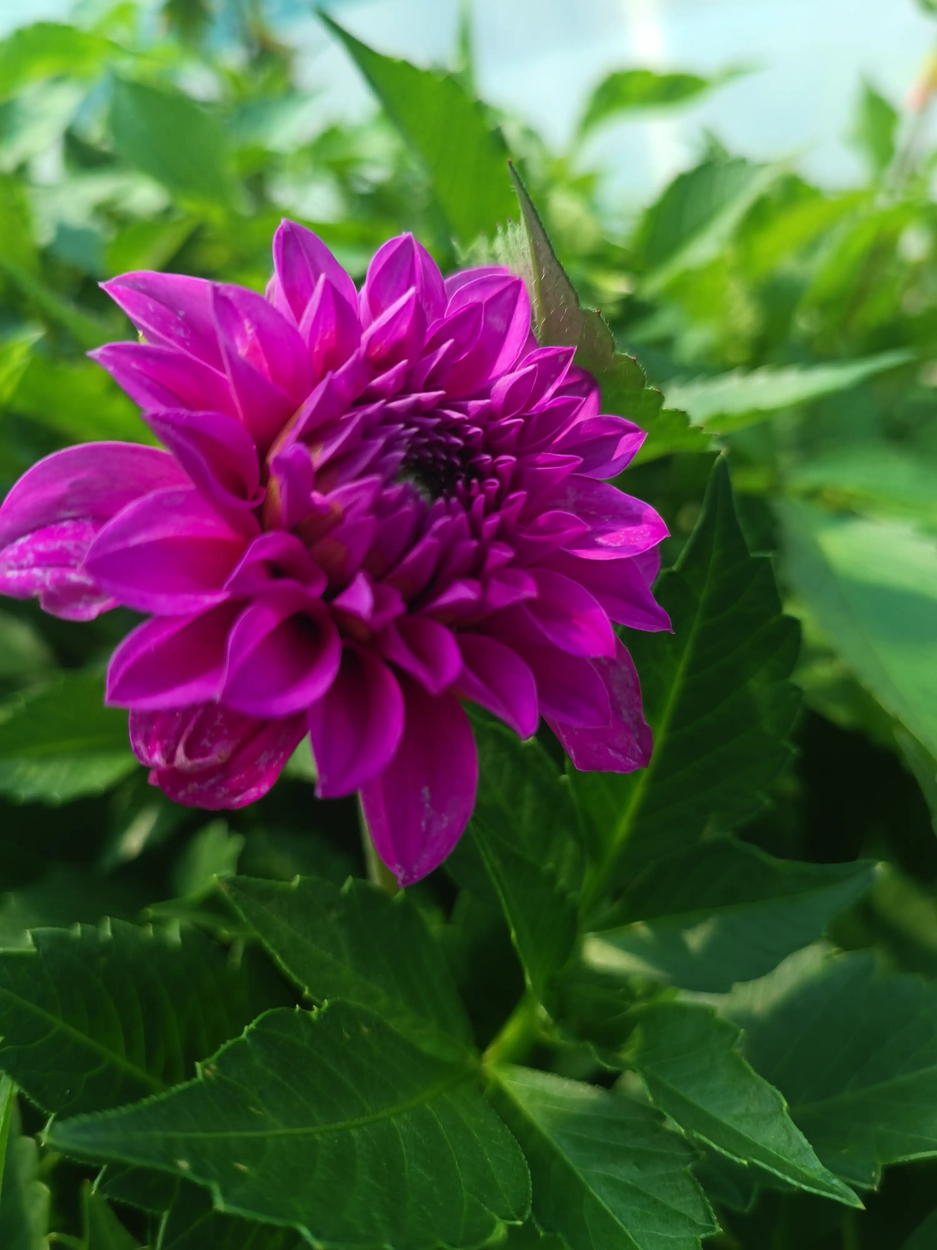 Жоржина Dalina Maxi Neon Lilac (касетна розсада)