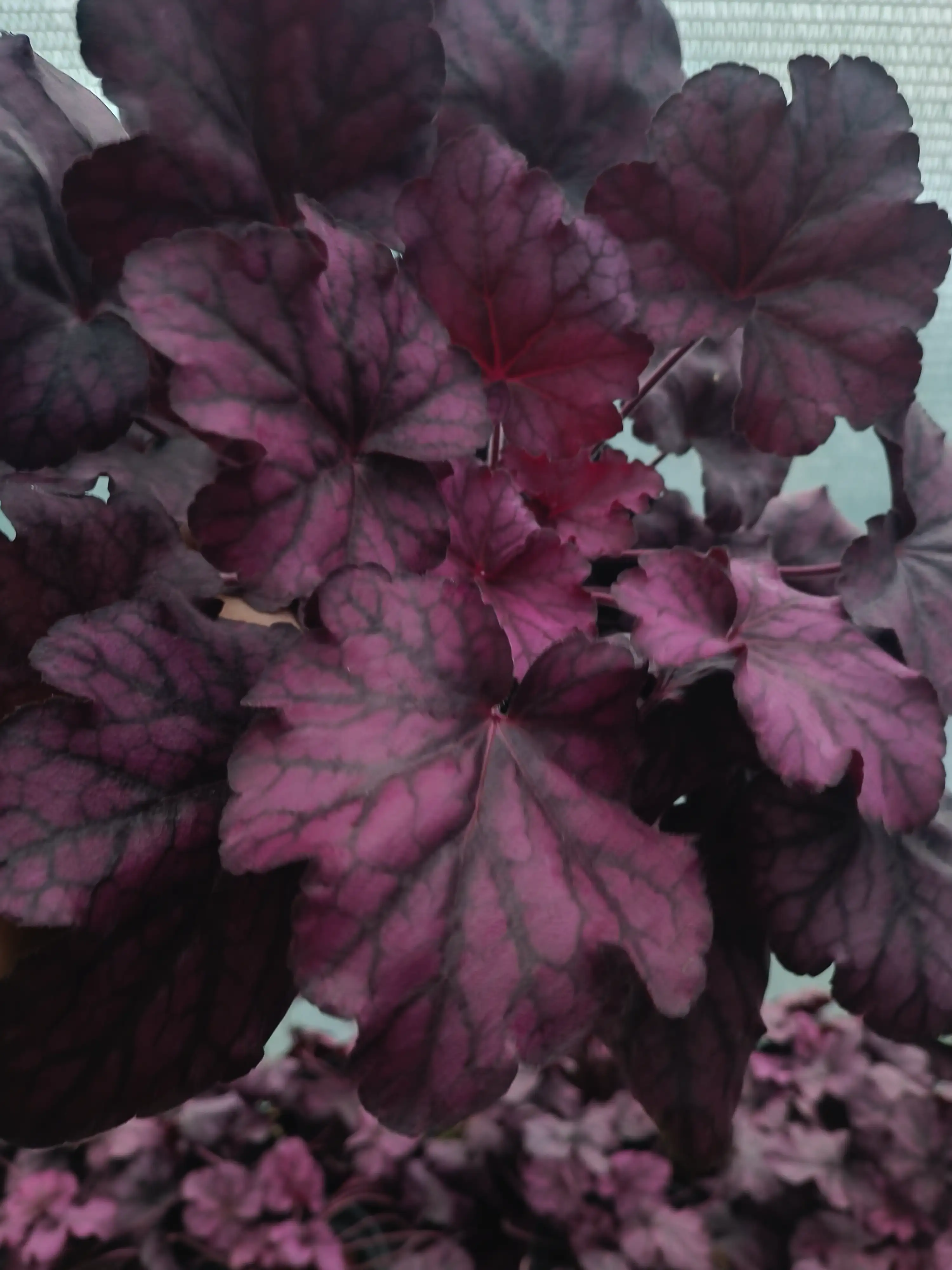 Гейхера Wild Rose у горщику р.12