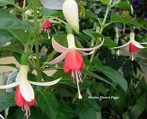 Фуксія Shadow Dancer Peggy