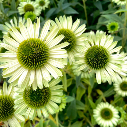 Ехінацея Грін Джевел в 0,5л. горщику