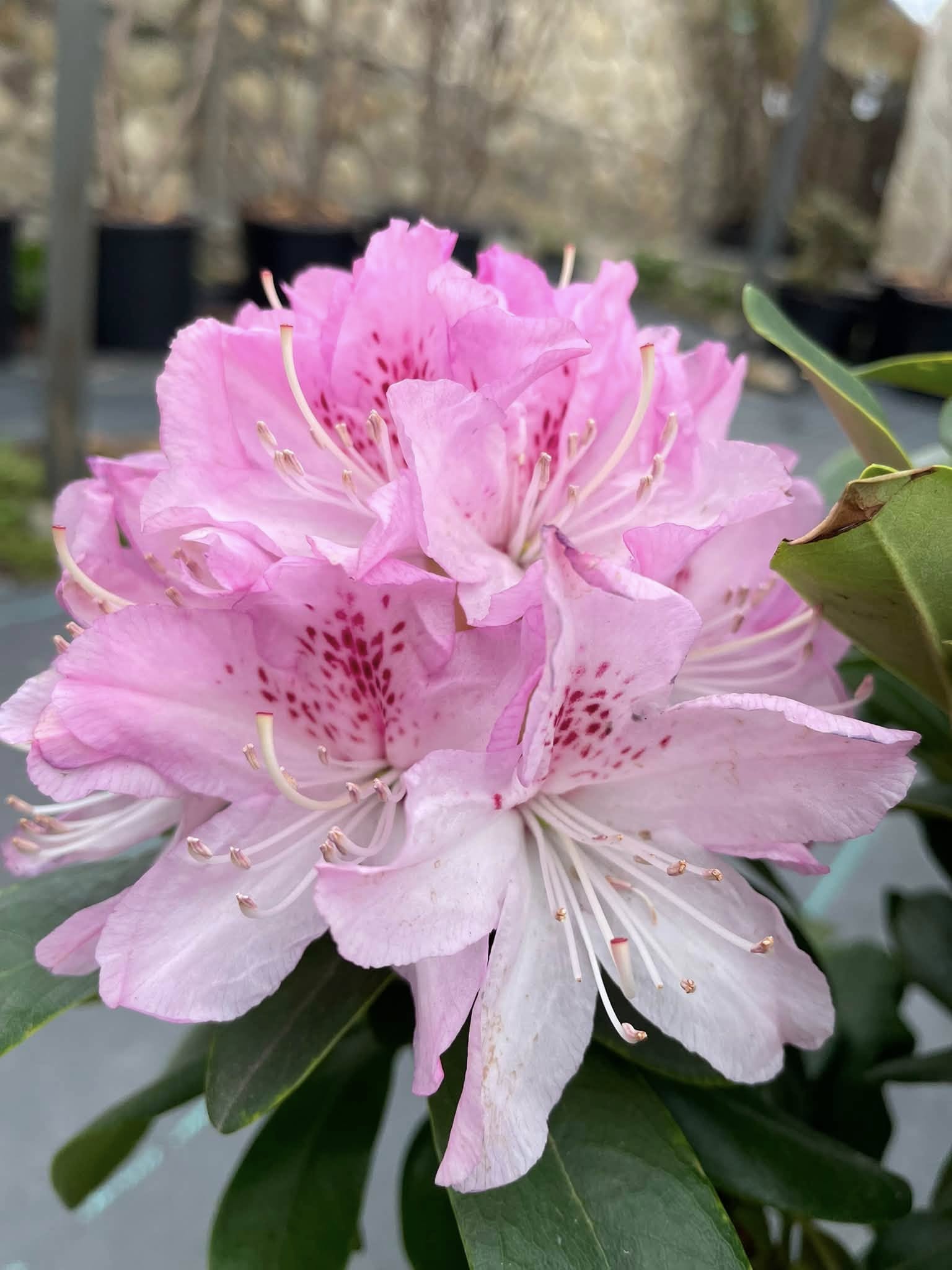 Рододендрон 'Cher' (Rhododendron 'Cher')