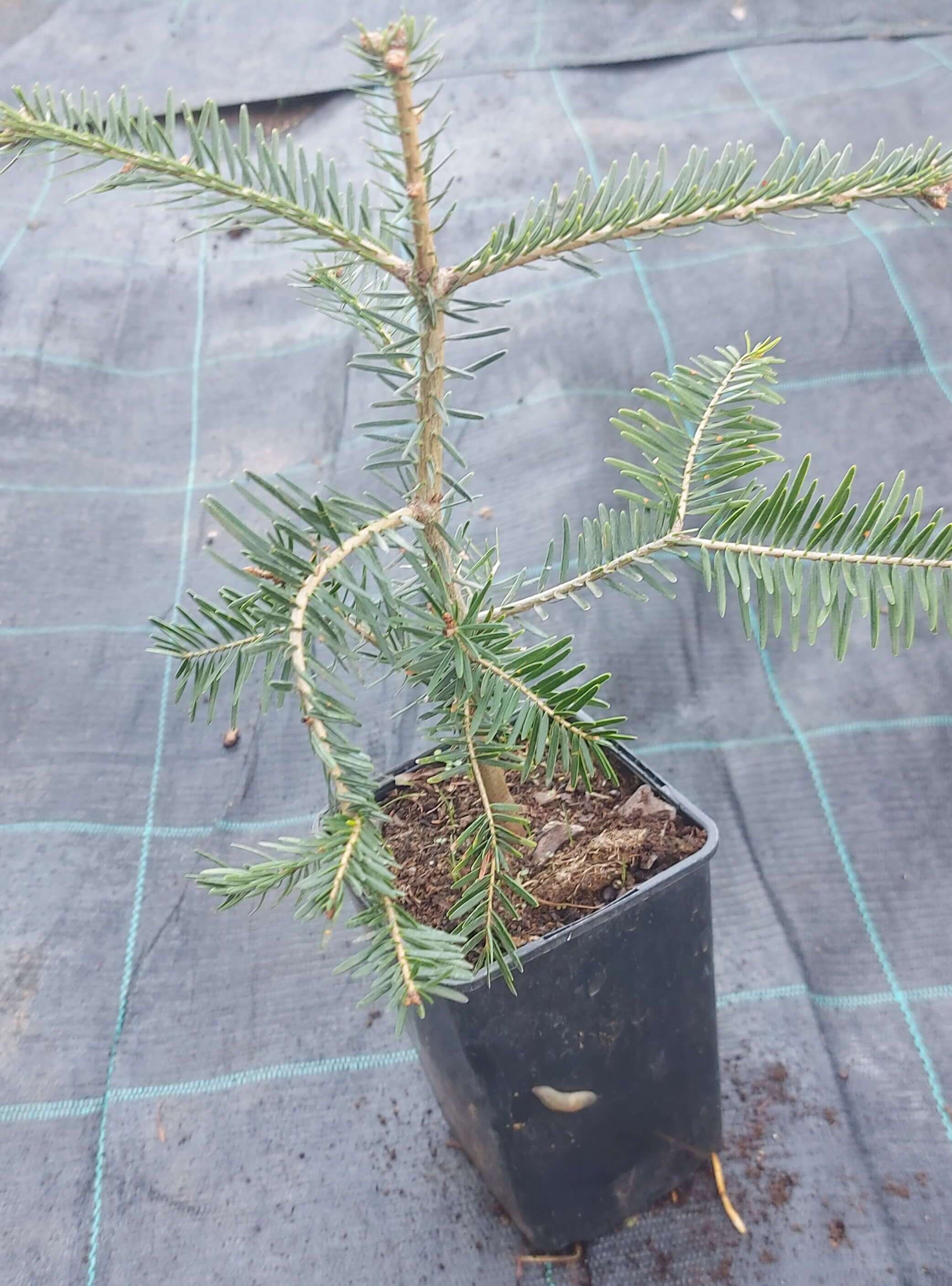 Ялиця біла (Abies alba)