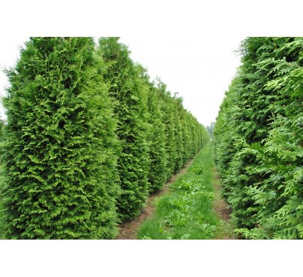 Туя Брабант Р9 30-40см