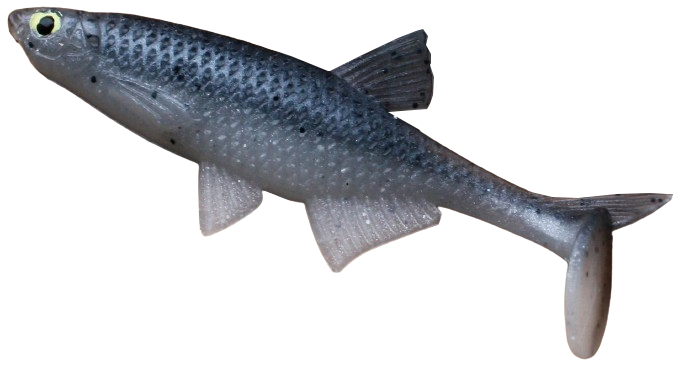 Alburnus Shad 3