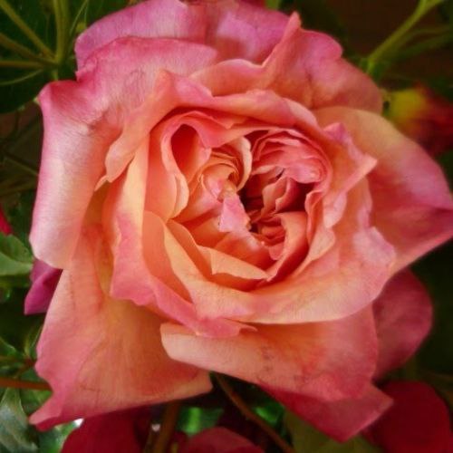 Генерал Галлієні (General Gallieni)