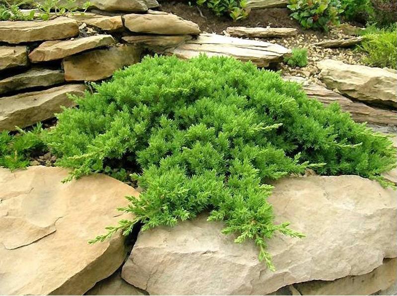 🌿 Ялівець прибережний 'Procumbens Nana' (Juniperus procumbens 'Nana') в горщику Р9