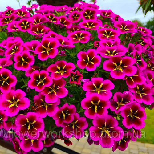 Калібрахоа Cabaret Good Night Kiss (касетна розсада)