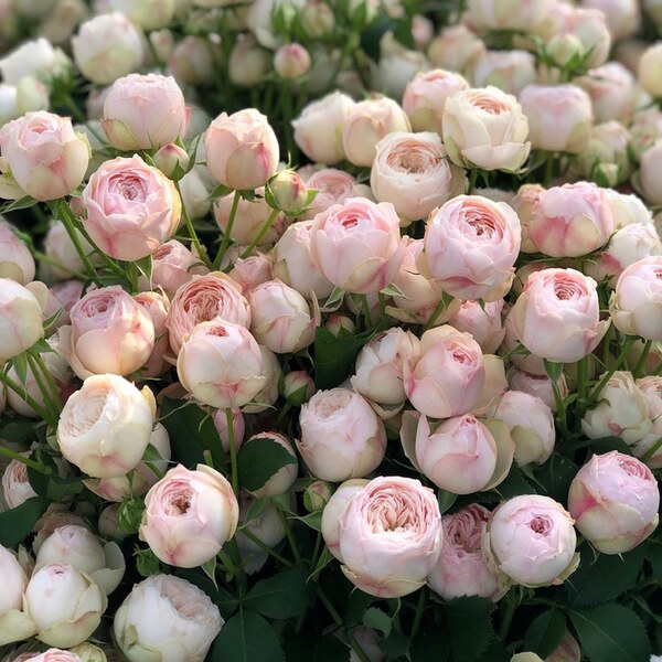 Мейнсфілд Парк — Mansfield Park