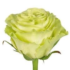 Троянда чайно-гібридна Васабі