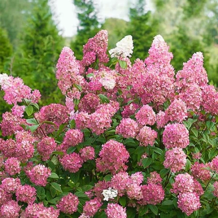 🌸 Гортензія волотиста "Pink Diamond" (Hydrangea paniculata "Pink Diamond")