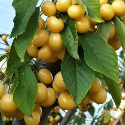 Черешня Дрогана