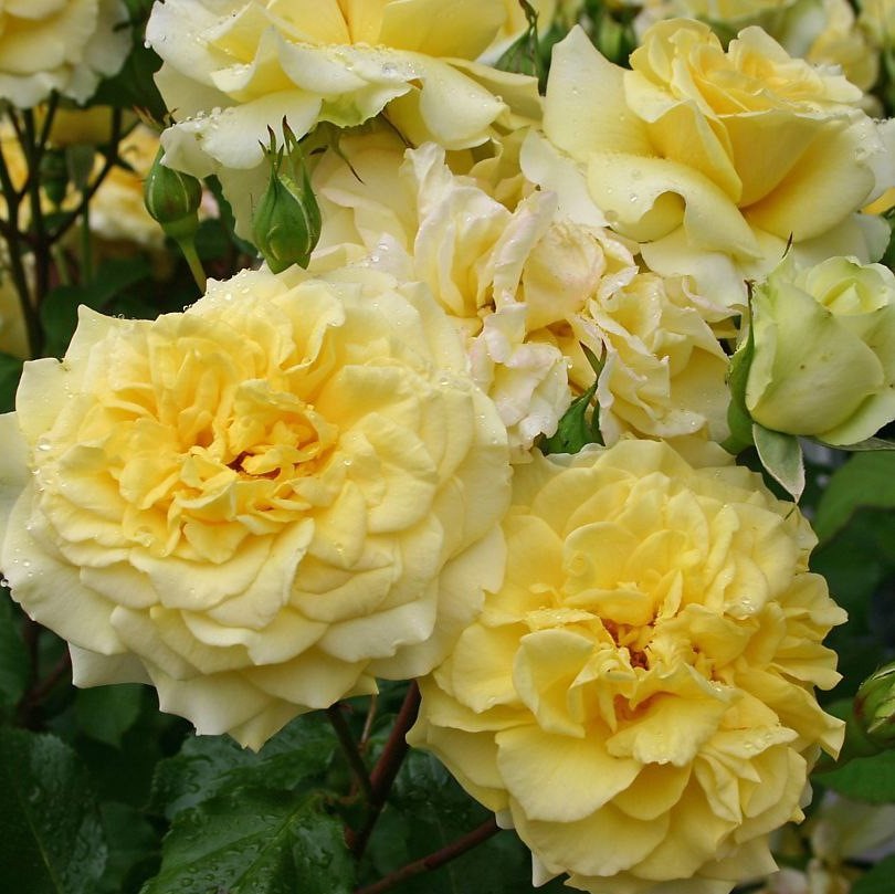 Штернталер (Sterntaler)