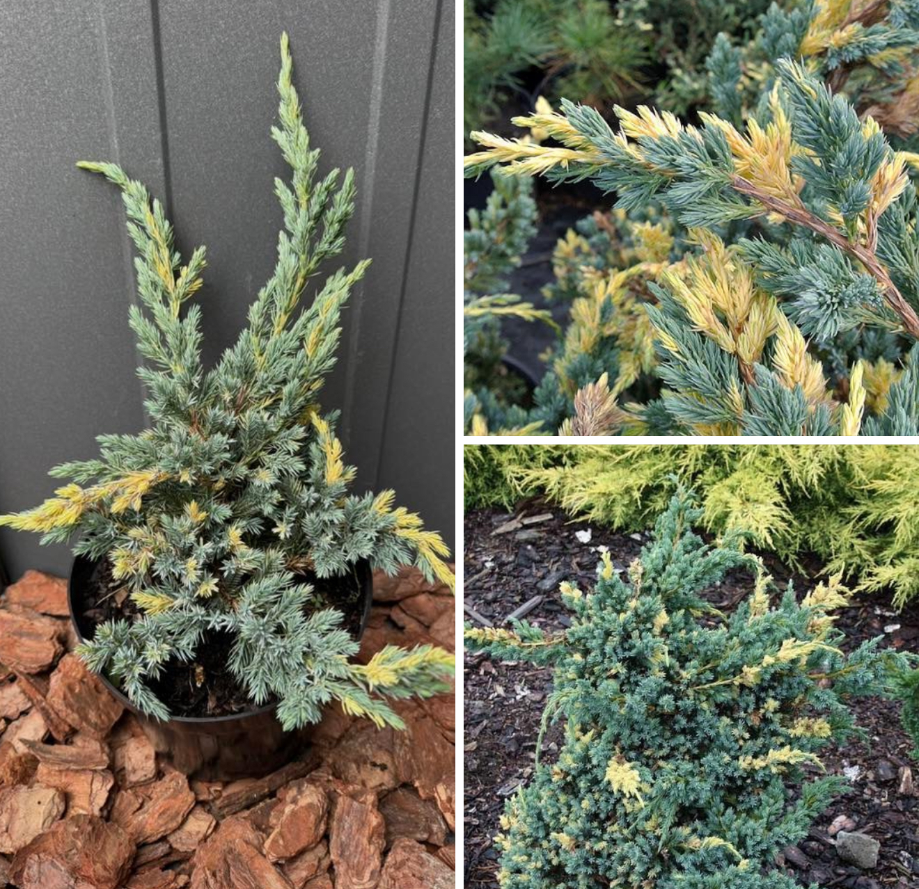 Ялівець голден флейм