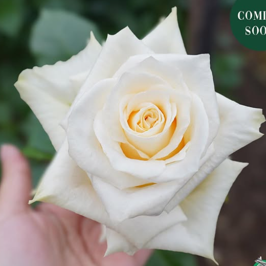 White Shimmer — Вайт Шімер ( Вайт Шиммер )