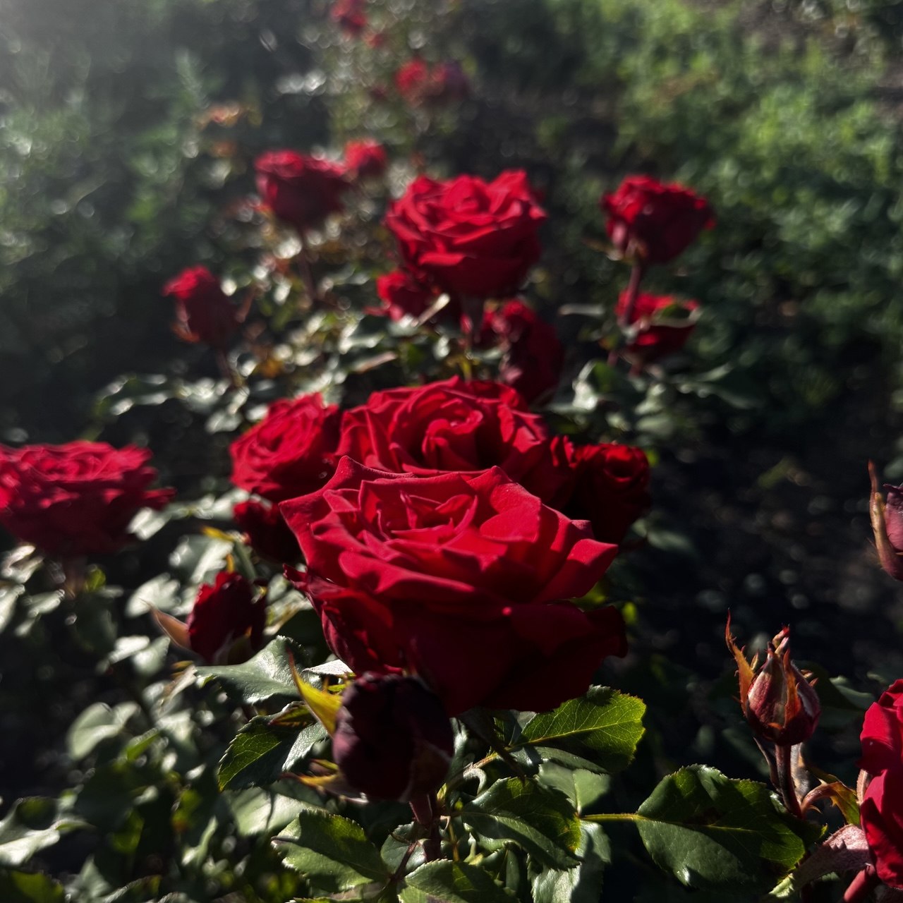 Ред Тач (Red Touch)