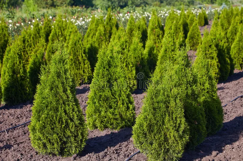 Туя смарагд в контейнері (С7,5) 60-80см