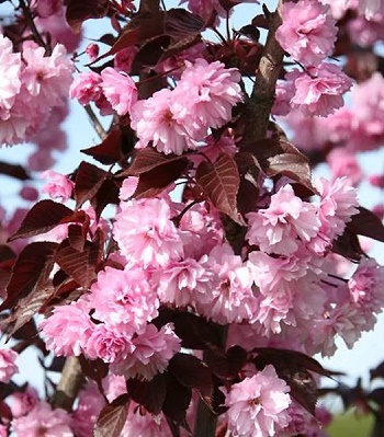 🌸 Сакура "Royal Burgundy" (Привита форма)