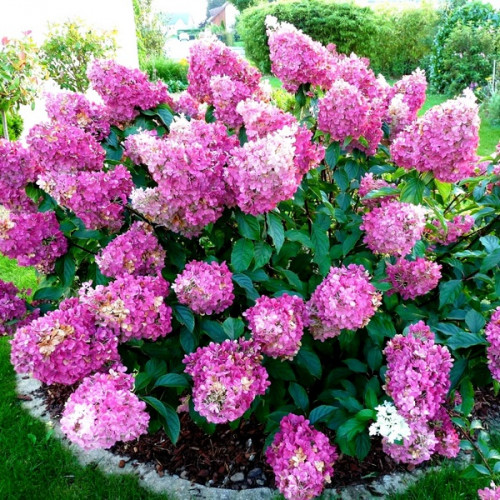 🌸 Гортензія волотиста 'Sundae Fraise' (Hydrangea paniculata 'Sundae Fraise') в касеті