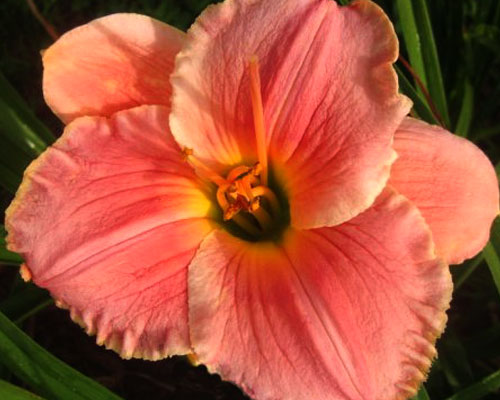 Лілейник №50 Олені Сансет - Hemerocallis Allegheny Sunset