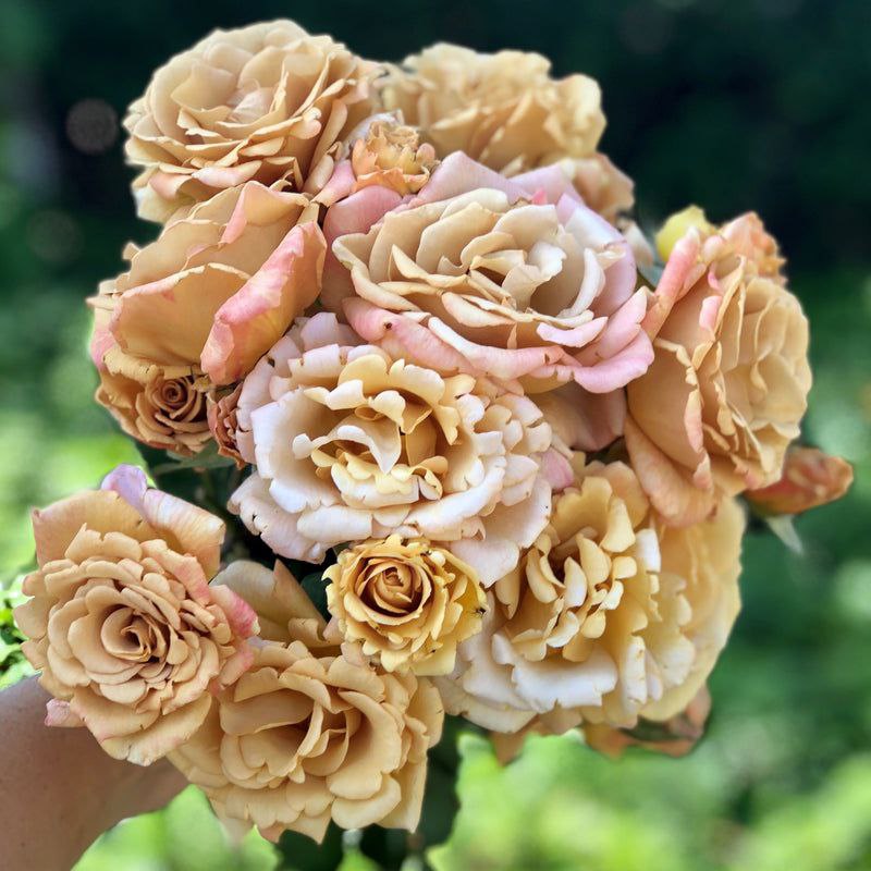 Баттерскотч (Batterscotch)