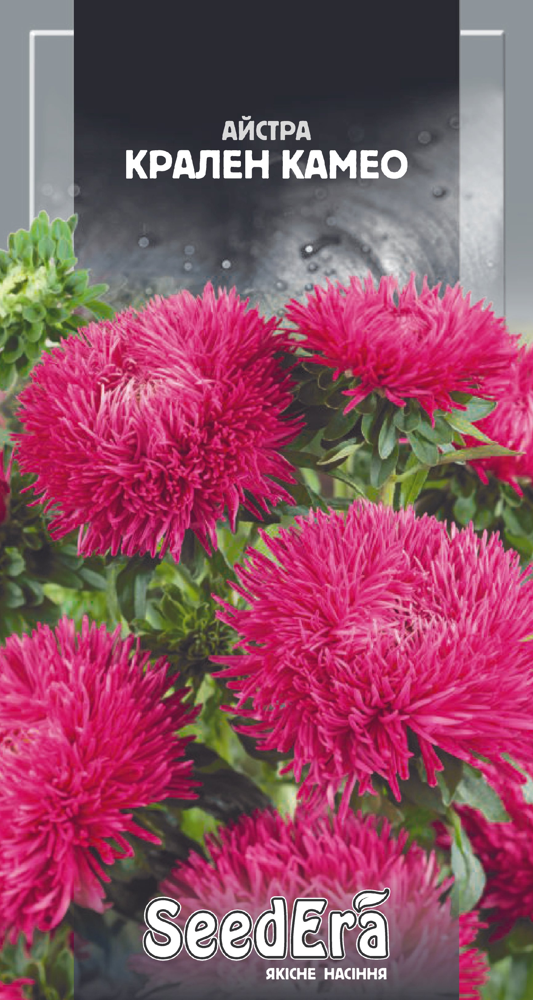 Насіння Квіти Айстра високор. Крален Камео 0,25 г (темно-малинова)