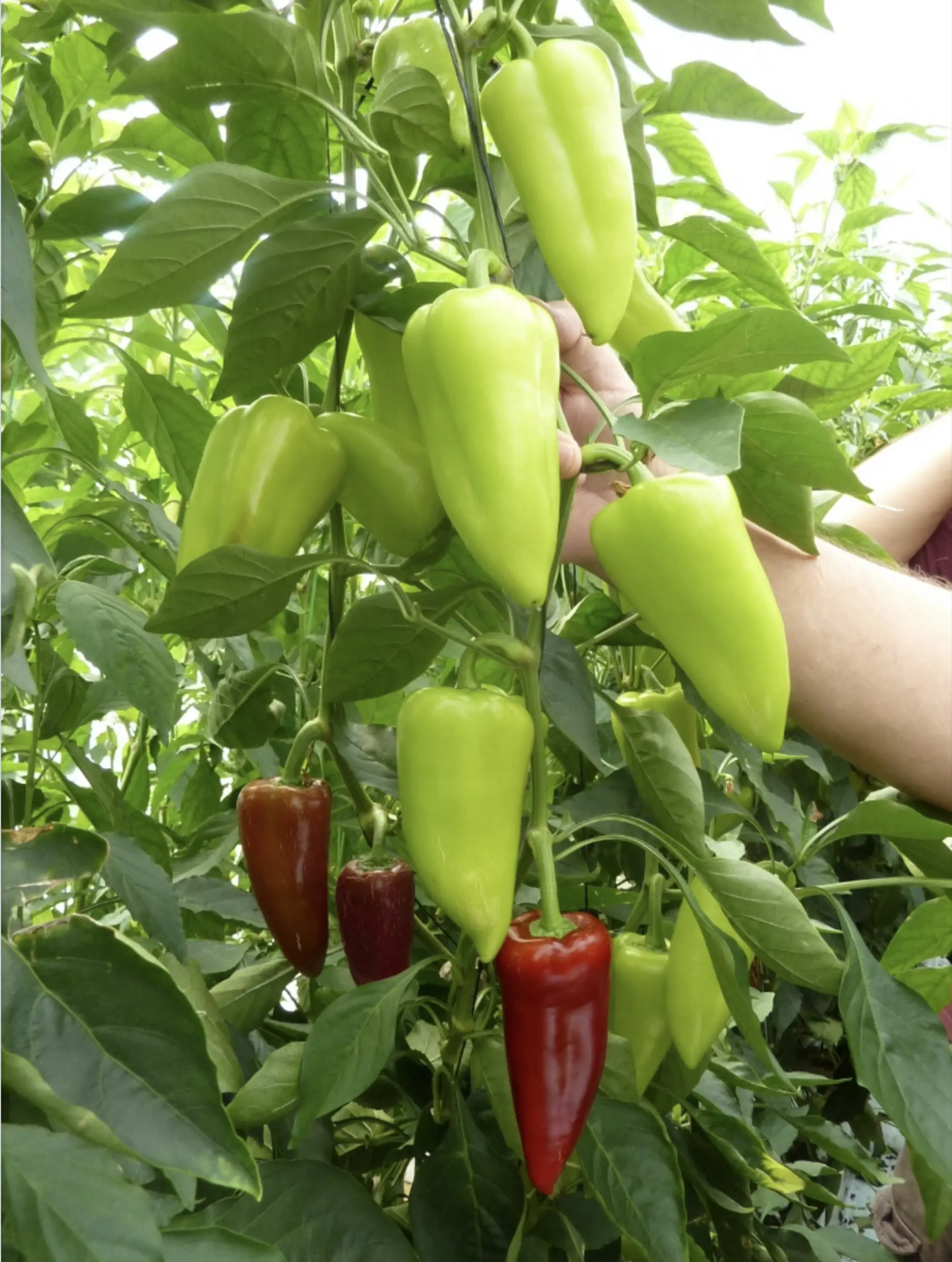 Солодкий перець Троян F1 1000 нас