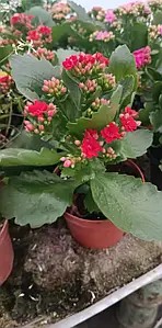 Каланхое червоного кольору (в горщику р.12)