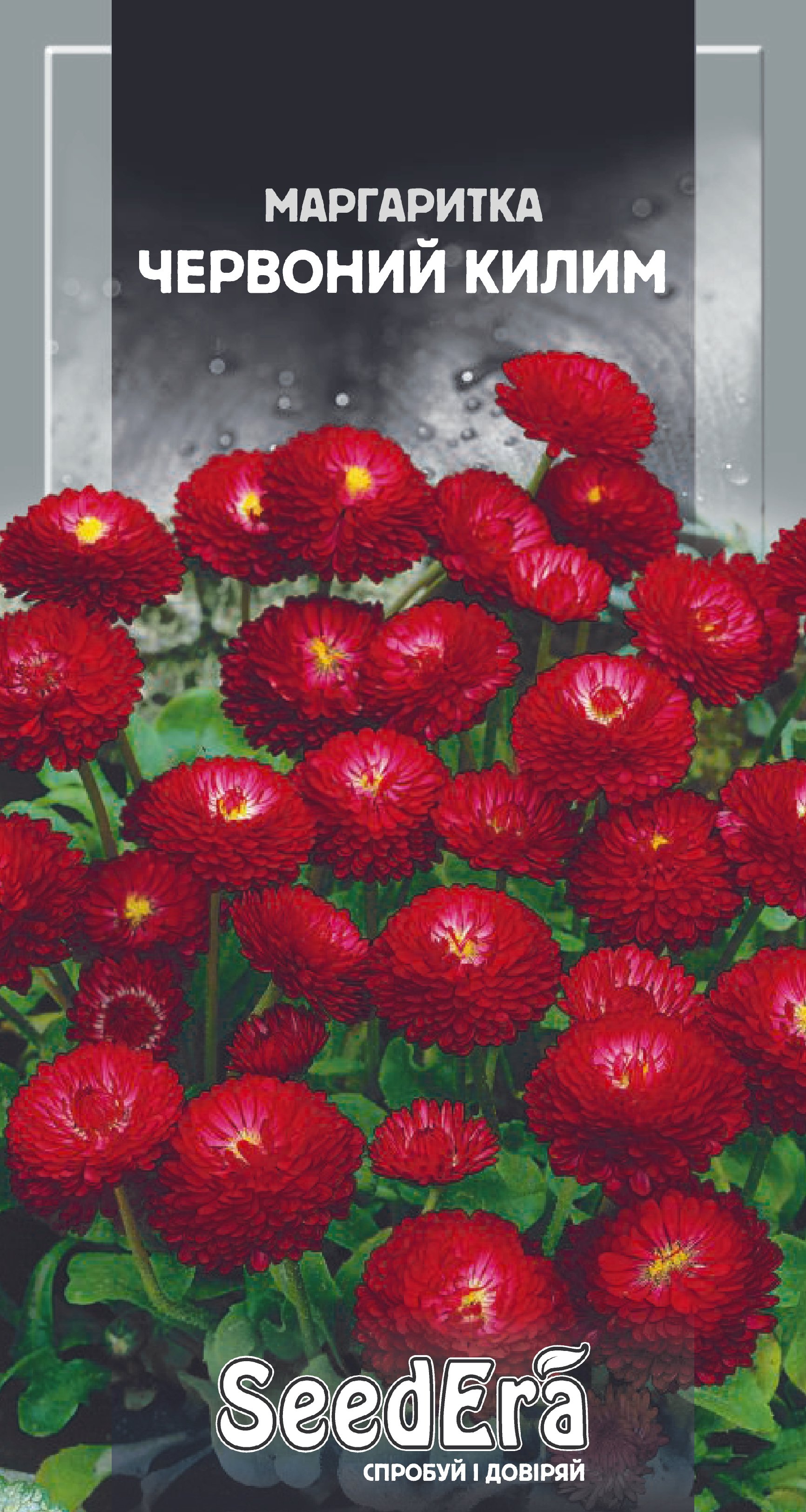 Насіння Квіти Маргаритка Червоний Килим дворічна, 0,1 г