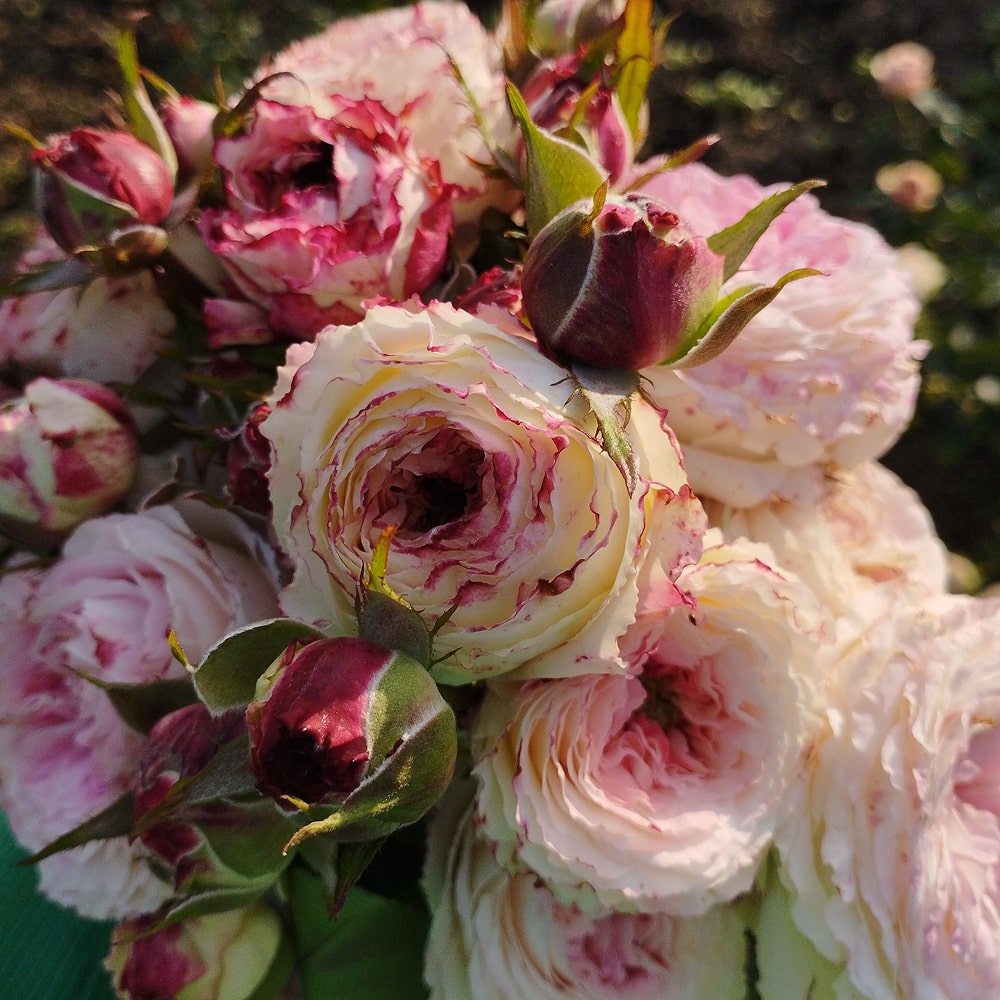 Дольче Саммерхаус (Dolce Summerhouse)