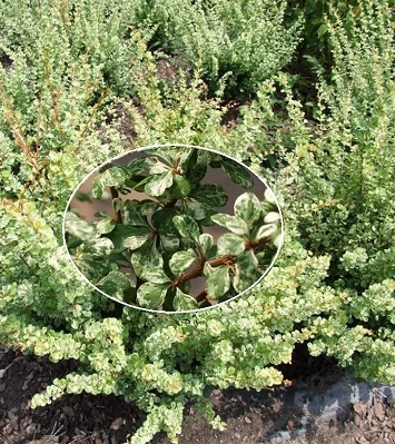 🌿 Барбарис "Kelleris" (Berberis thunbergii "Kelleris")