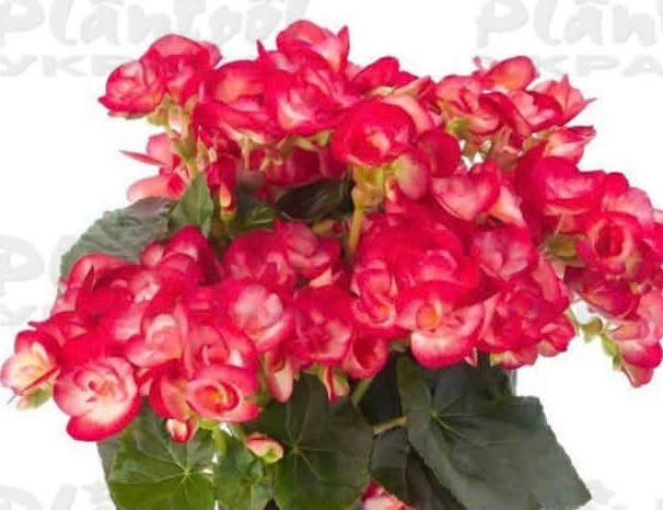 Бегонія Ilona Peggy ( в касетній розсаді )