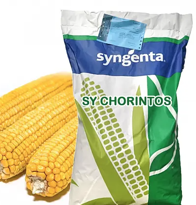 Насіння кукурудзи СИ Чоринтос Syngenta Кукурудза високої врожайності та стресостійкості