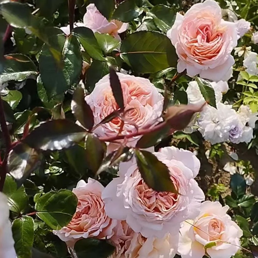 Гроссгерцогиня Луїза (Grossgerzogin Luise)